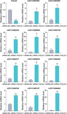 Chloride intracellular channel gene knockdown induces insect cell lines death and level increases of intracellular calcium ions